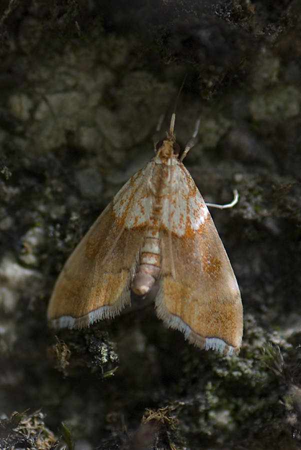 Falena maleducata - Agrotera nemoralis? - S